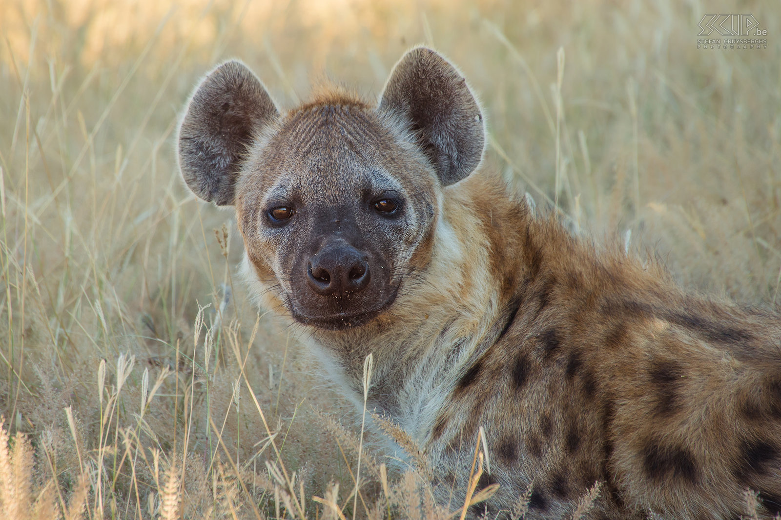 South Luangwa - Close-up hyena Close-up van een gevlekte hyena (Spotted hyena, Crocuta crocuta). De hyena is een opportunistische carnivoor, die zelf op prooien kan jagen, maar ook vaak probeert om een stukje te bemachtigen van de vangst van een luipaard of leeuwen. Stefan Cruysberghs